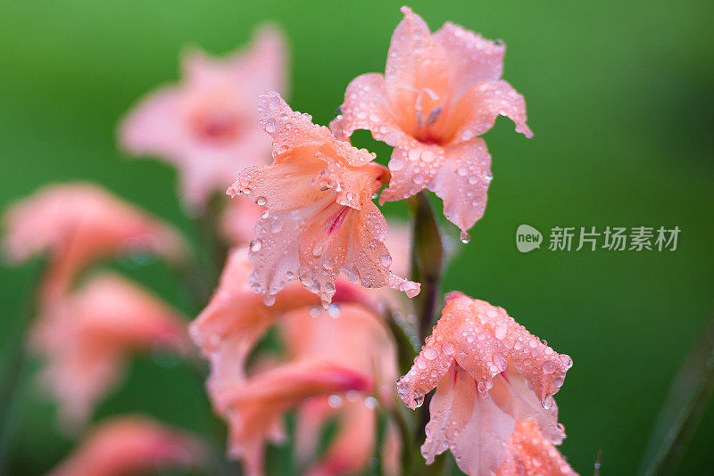 花园里的秋雨