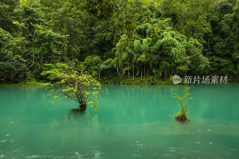 透明水中的树木