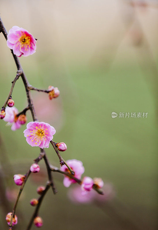 粉色的梅花