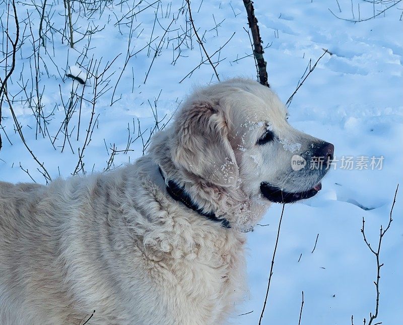 雪中的金毛寻回犬