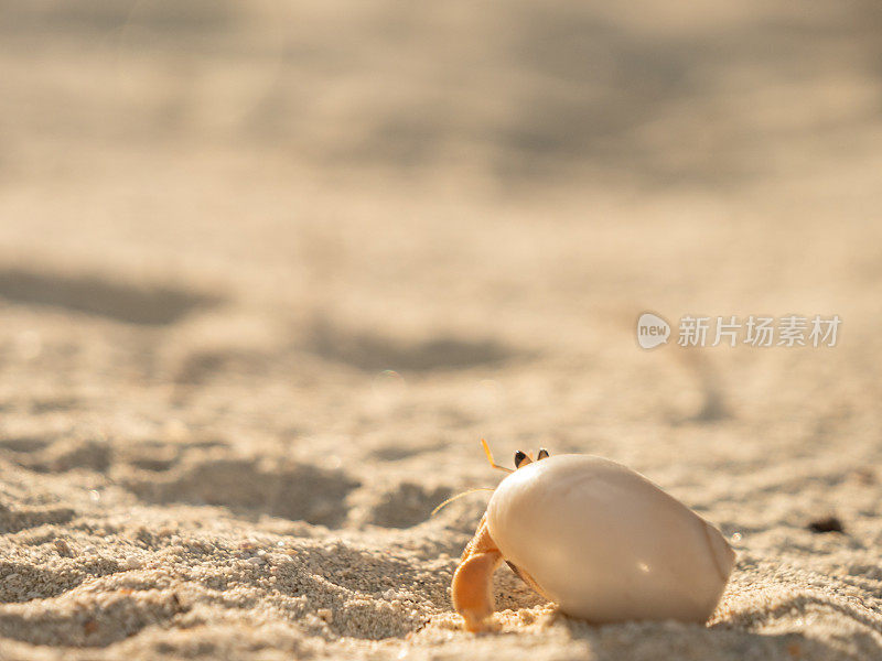在沙滩上行走的寄居蟹