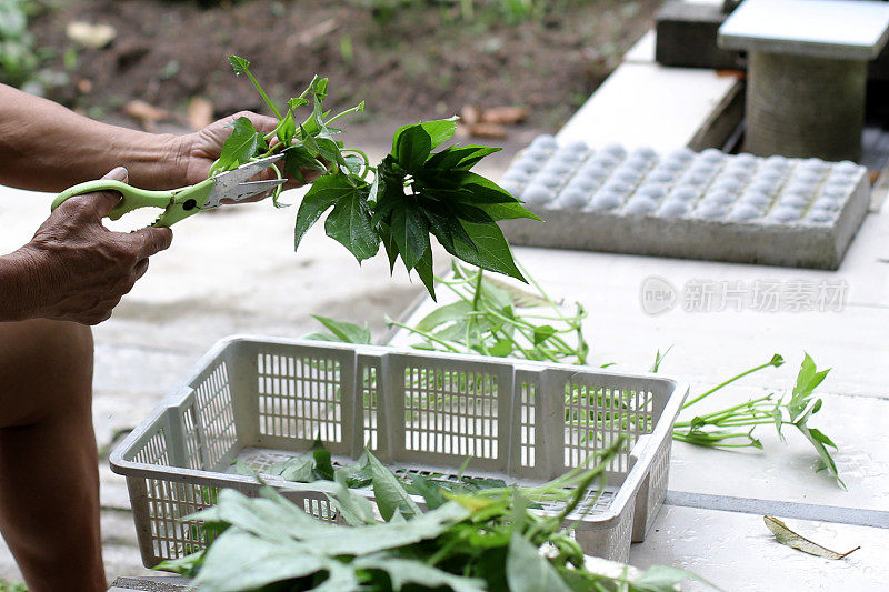 本土植物