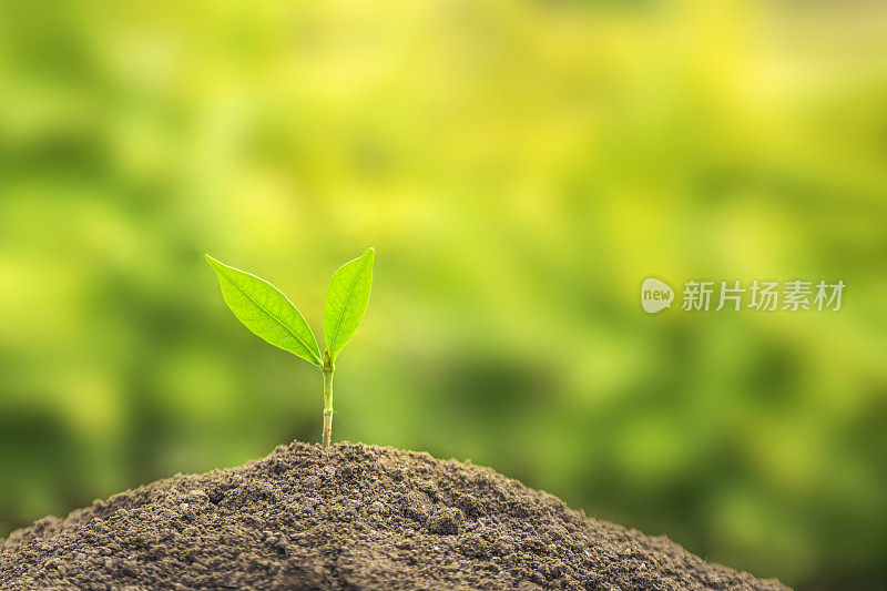 商业成长理念:在中性背景下种植树木，特写新鲜的绿色植物