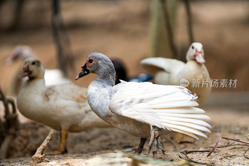 鸭子在农场