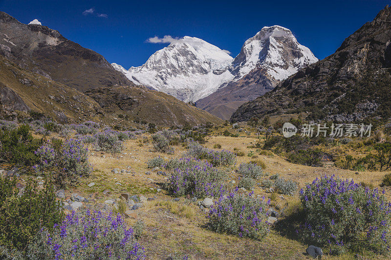 卡迪勒拉山谷:华斯卡山脉和野花-安第斯，秘鲁