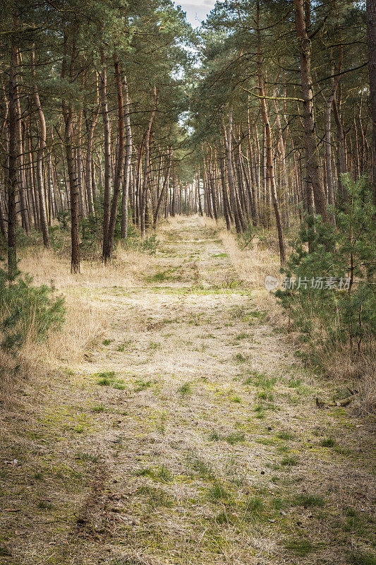 在早春的一天，松林自然保护区在Overijssel