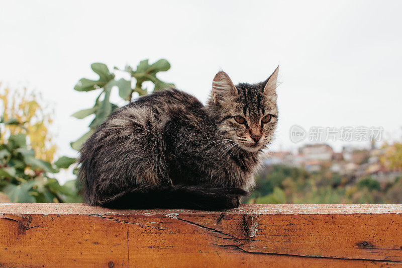 可爱的猫坐在篱笆上。本空间