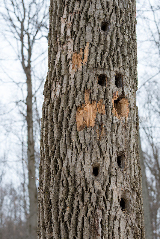 加拿大安大略省的森林里，满是啄木鸟啄出的洞的枫树树干