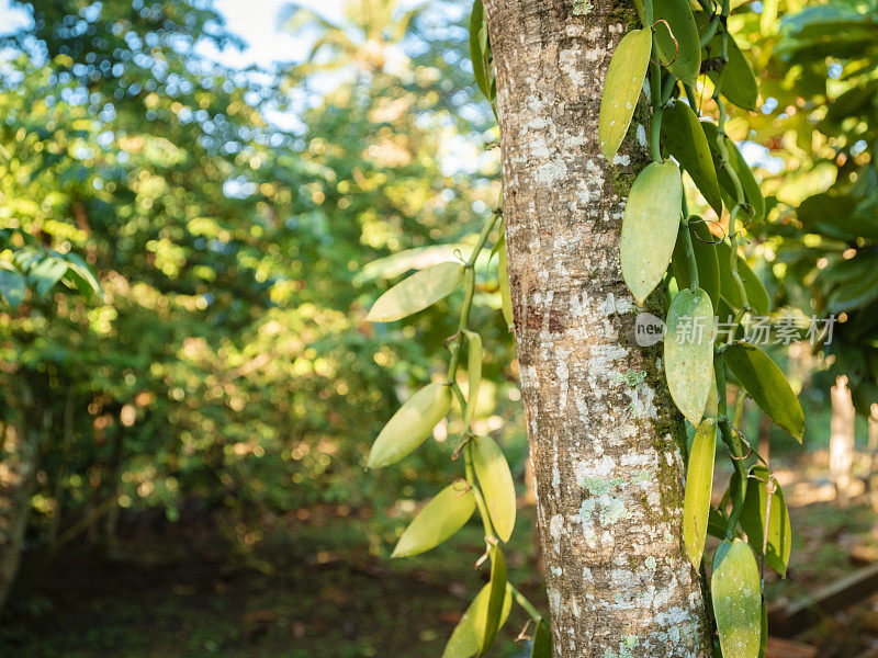 香草planifolia