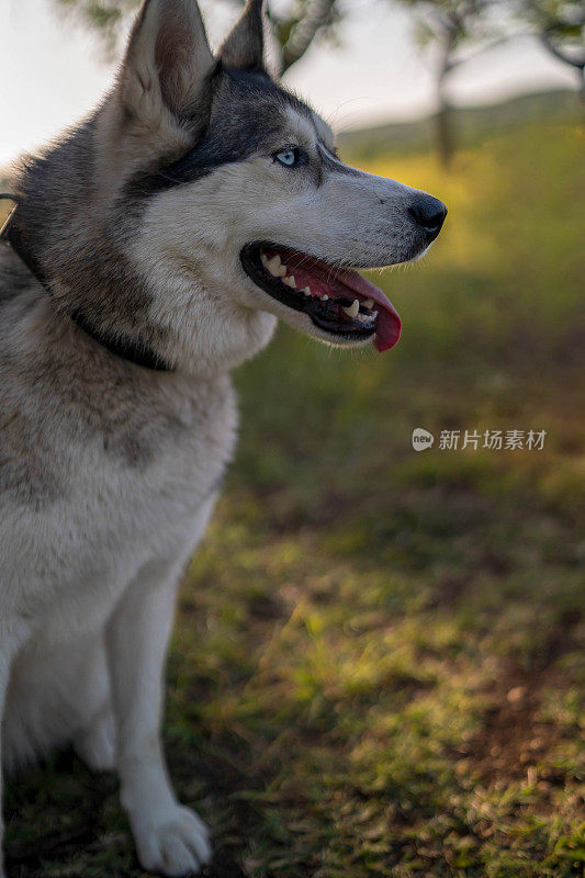 蓝眼睛的纯种西伯利亚哈士奇犬。