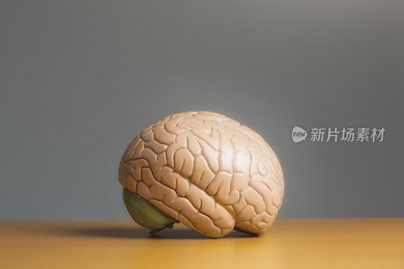 医学模型的人脑休息在桌子上，复制空间在普通的背景