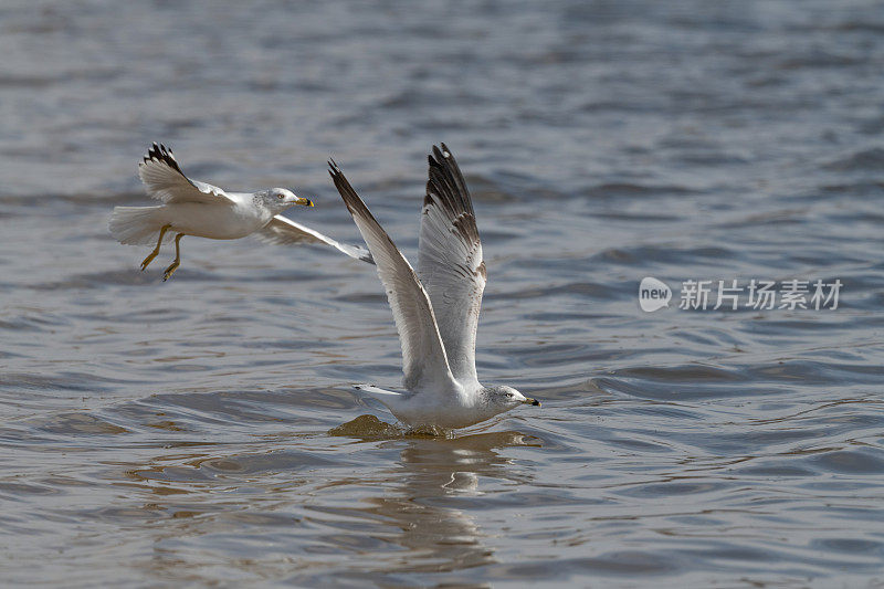 两只林嘴鸥飞过湖面寻找鱼