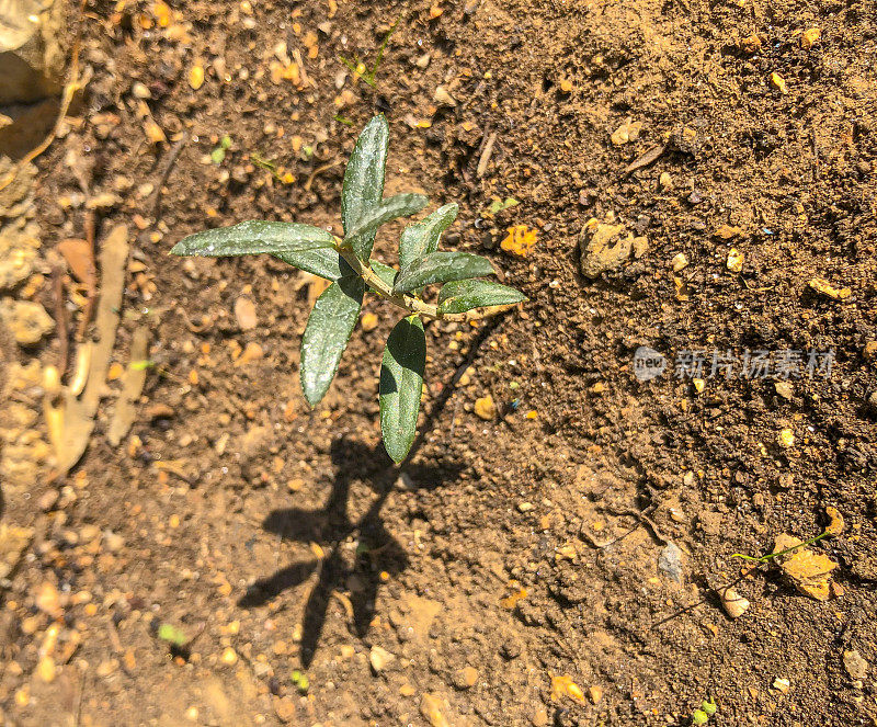 在土壤中种植幼橄榄