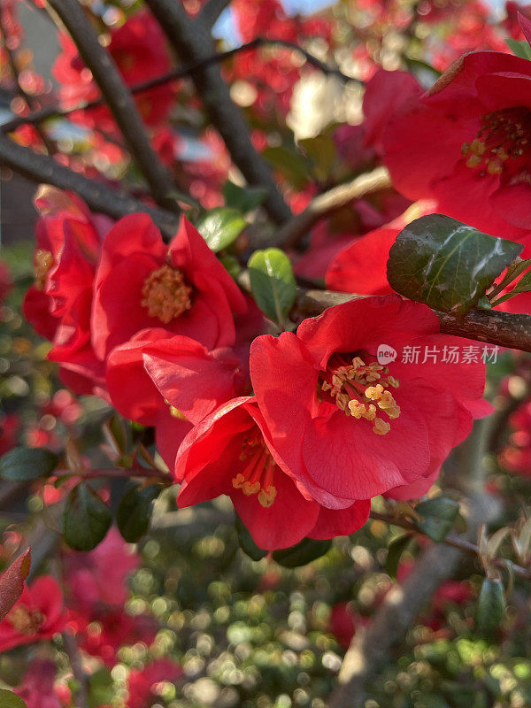 这是春天日本木瓜枝条上的红色花朵的完整画面