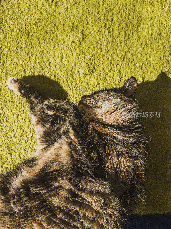 龟甲猫躺在多色地毯上。