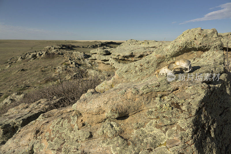 在科罗拉多州波尼国家草原的岩石峭壁上，狐狸的头骨