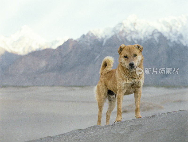 巴基斯坦北部Katpana沙漠中的狗