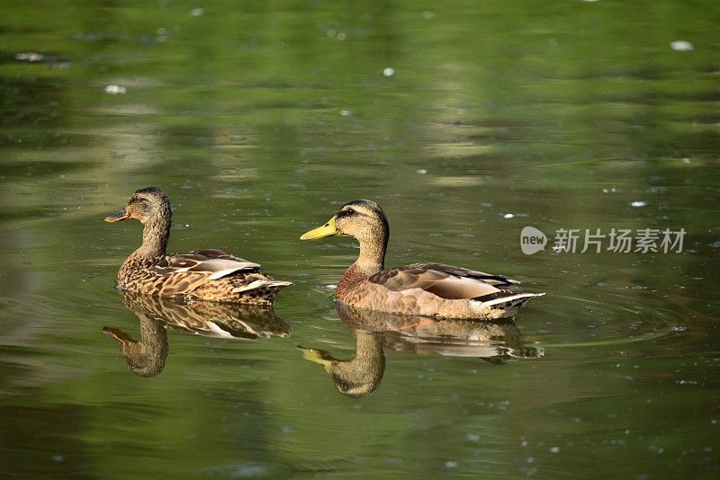雄性和雌性绿头鸭会游泳