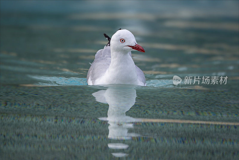 海鸥游泳