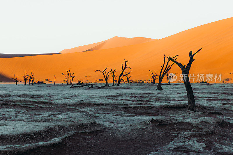 纳米比亚日出时，干涸的Deadvlei湖树谷的壮观景象