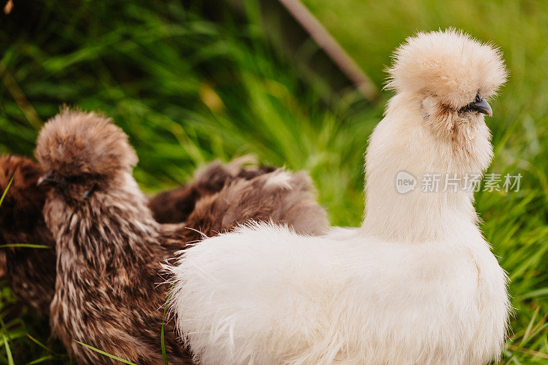 白色和棕色丝绒母鸡在郊外的户外围场