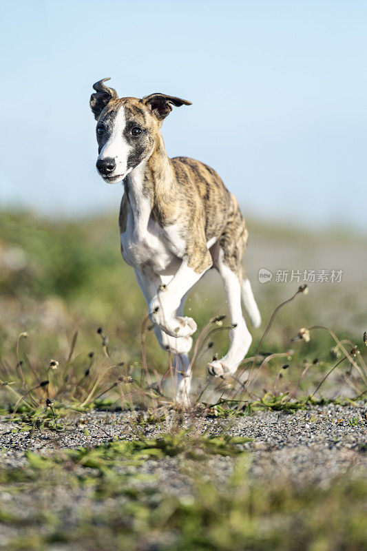 Whippet小狗试图玩球