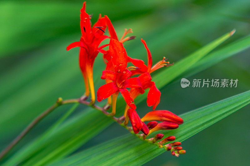 红花植物特写