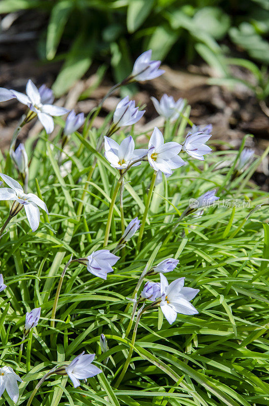 早春百花盛开