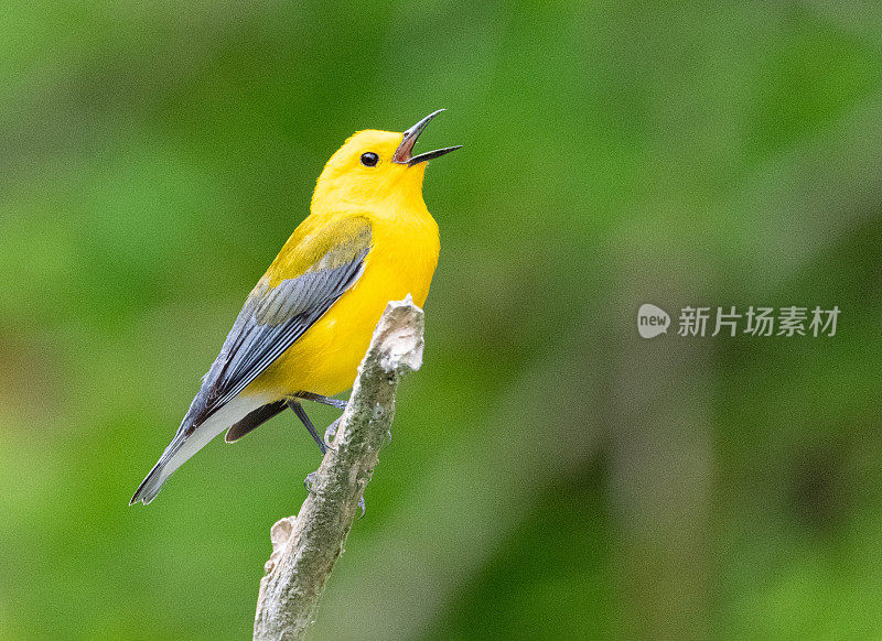 在树枝上唱歌的原声林莺