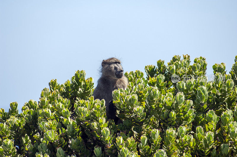 南非开普半岛的狒狒。