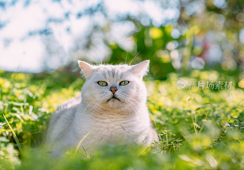 英国短毛猫躺在绿草地上