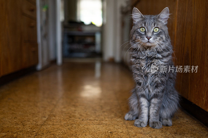 可爱的灰猫坐在厨房地板上