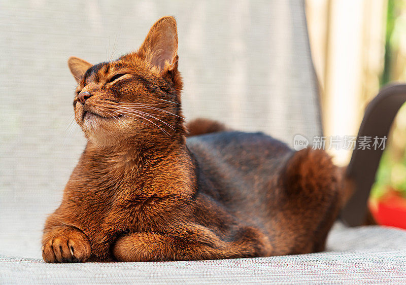 阿比西尼亚猫