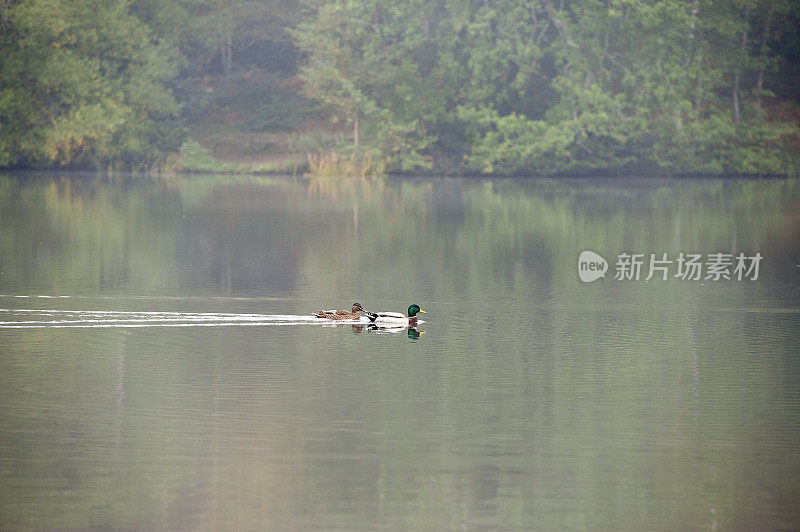 森林，湖泊和野鸭林地场景，萨里，英国，英国