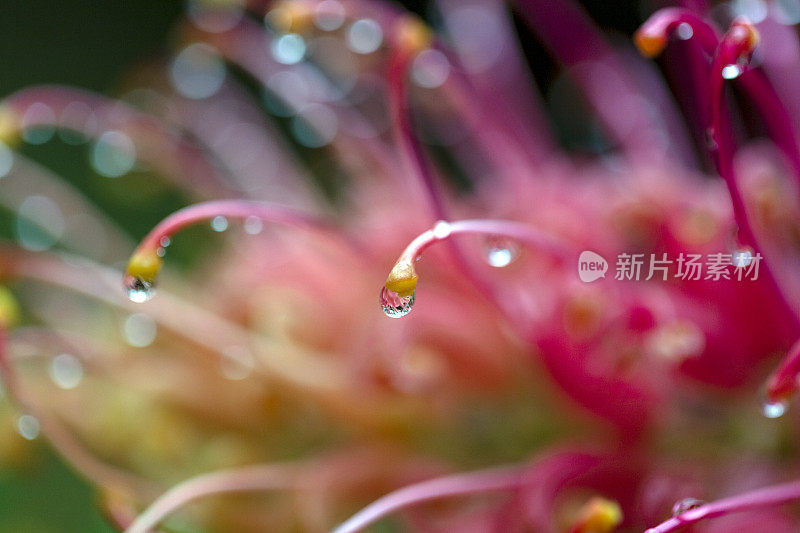 特写美丽的班克西亚花雨后，微距摄影，背景复制空间