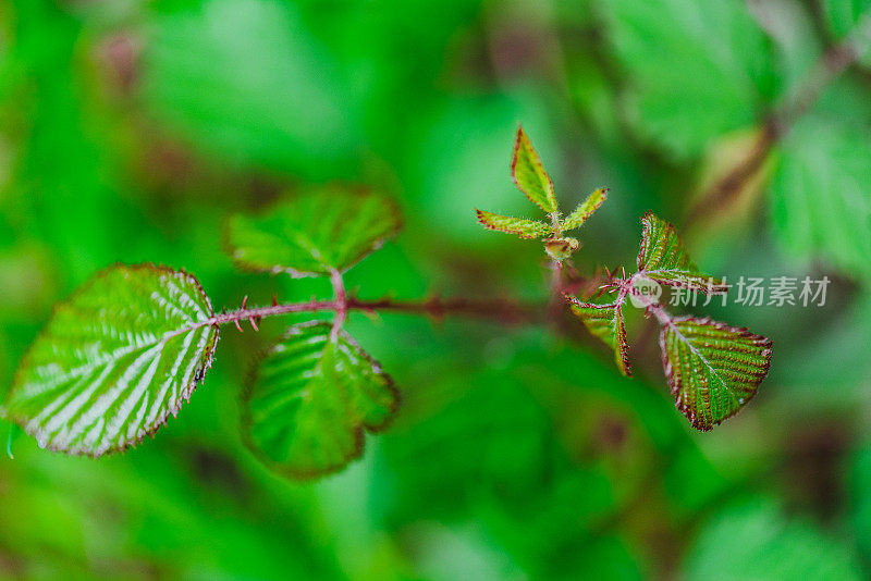 在葡萄牙阿尔加维的森林里，一株荆棘植物的细节拍摄