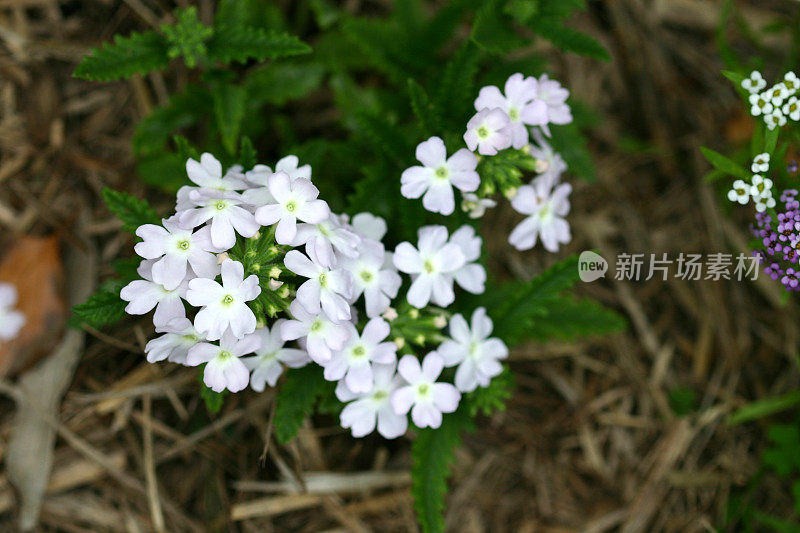 农舍花园里淡紫色的马鞭草花