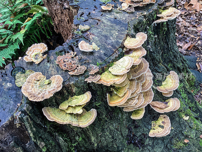 腐烂的树干与真菌和蕨类植物与郁郁葱葱的绿色植被生长在一个森林