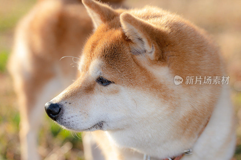 狗在草地上的特写镜头