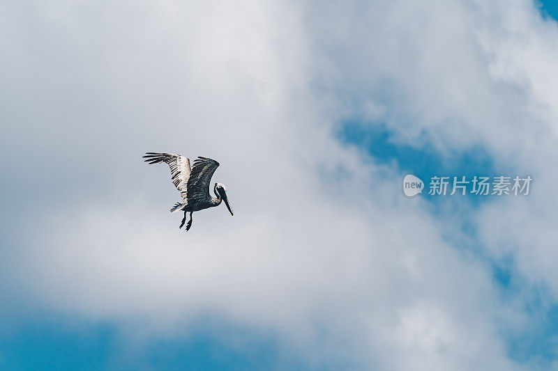 棕鹈鹕在天空中飞翔