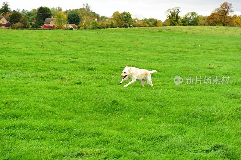 科茨沃尔德的拉布拉多寻回犬