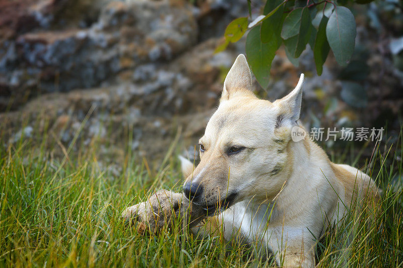 幼年野狗(犬类狼疮野狗)