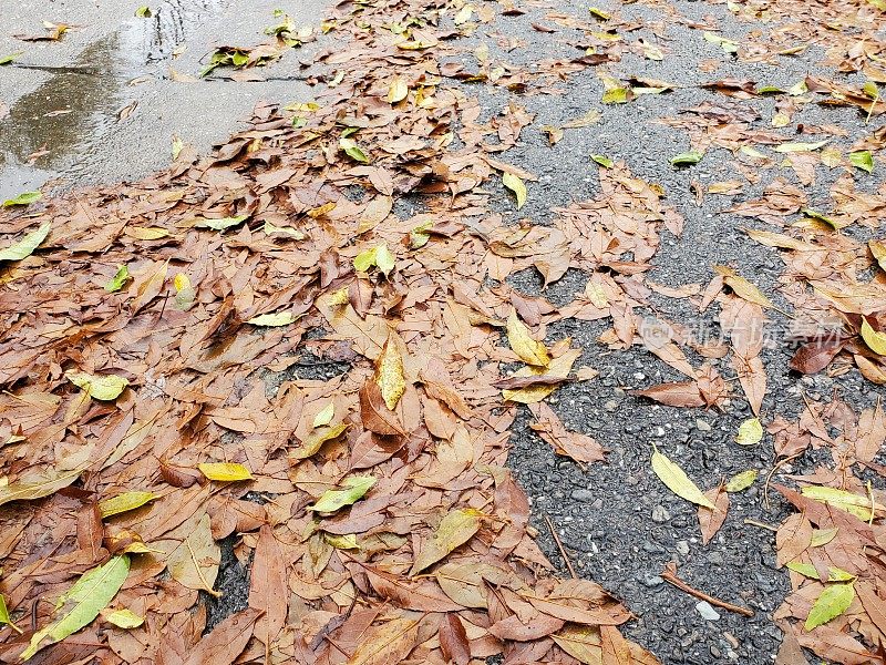 雨后人行道上的湿树叶