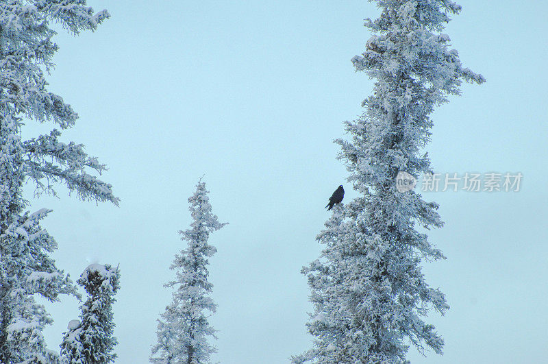 乌鸦坐在白雪覆盖的树上
