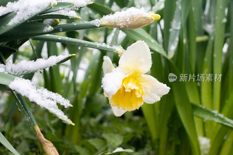 英格兰肯特郡的水仙花