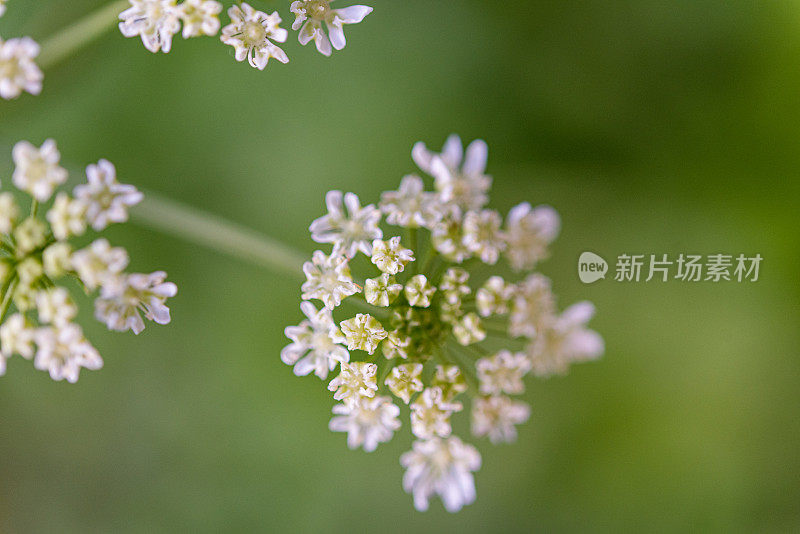 近距离观看安妮女王的蕾丝花