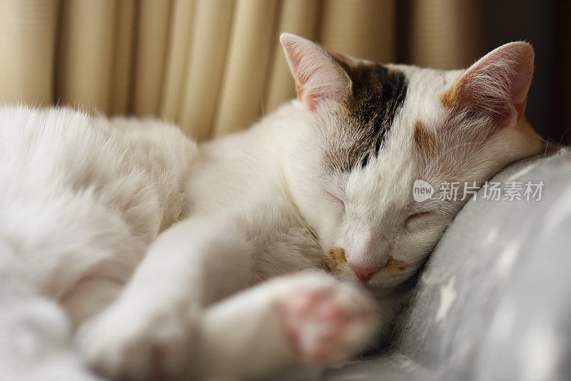 猫在宠物床与阳光睡觉的特写