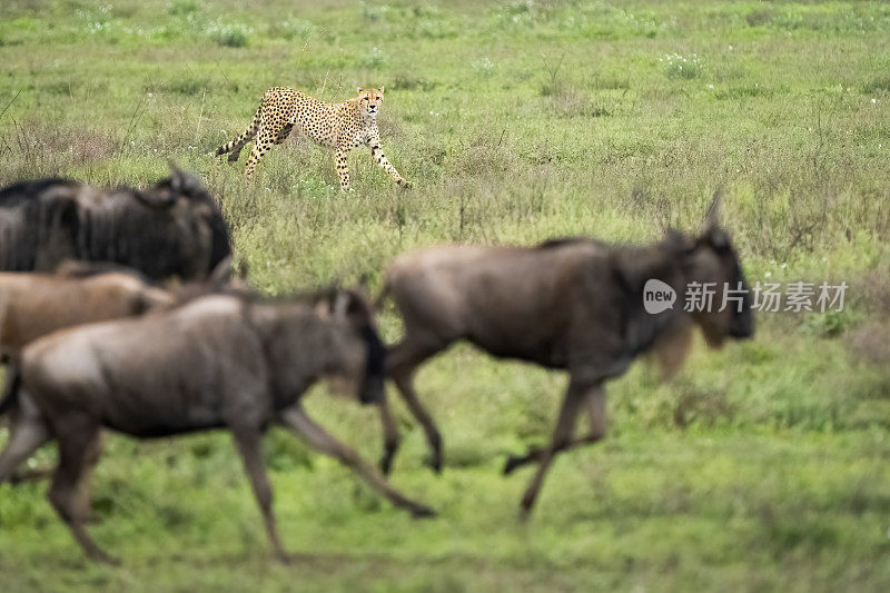 猎豹在跟踪一群角马