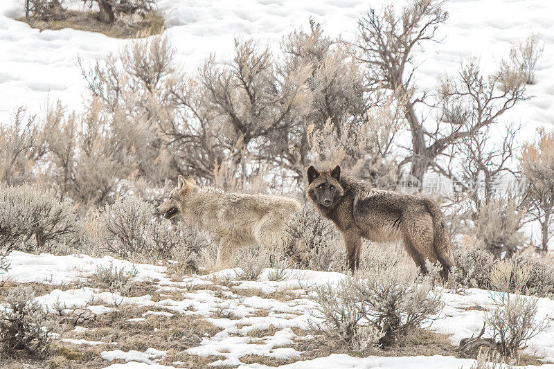 美国黄石国家公园，两只灰狼(大多为白色或棕黄色)外出寻找失踪的狼群成员。