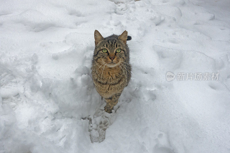 可爱的猫走在雪-冬天的背景。